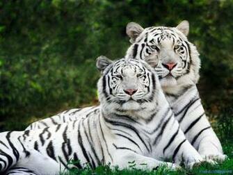 Wallpaper Wild Animals