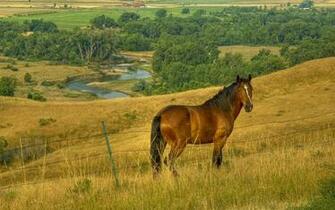 Background Bighorn Little Photo Wallpaper Photos Horse