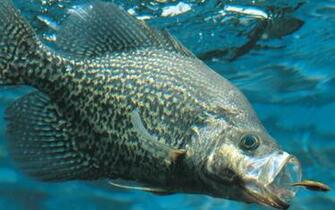 Thread Crappie Widescreen Desktop Wallpaper