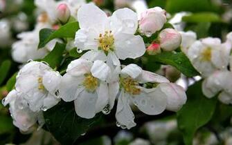 White Blossoms With Water Drops Wallpaper Flower