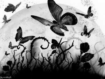 Black Butterfly HD Wallpaper