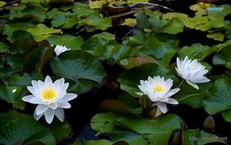 Water Lilies Wallpaper Background HD