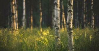 So These Are The Birch Tree Wallpaper That You Can Use As Your