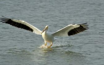White Pelican Wallpaper Americanwhite Desktop