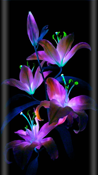Flower Mobile Wallpaper