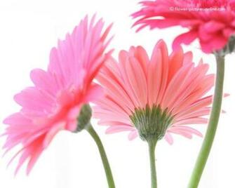Gerbera Daisies Wallpaper