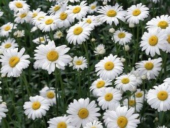 Daisy Flower Wallpaper Dreams