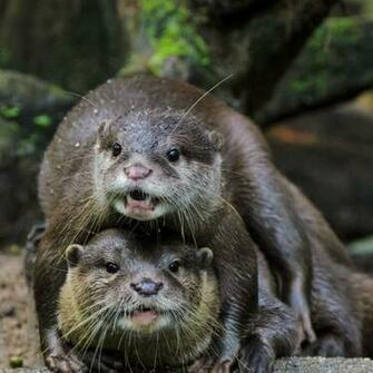 Showing Gallery For Cute Otters Wallpaper