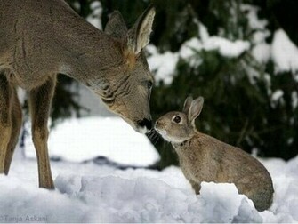 Deer Wallpaper Whitetail Hunting
