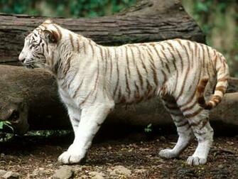 Screensaver Screensavers White Bengal Tiger