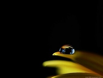 Yellow Flower On Black Background Wallpaper