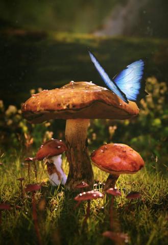 Mushroom And Butterfly Wallpaper