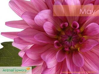 Flower Wallpaper Delivery Arenaflowers