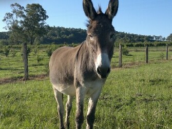 Donkey Animal HD Image 1080p