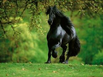 Arabian Horse Wallpaper Pictures Image