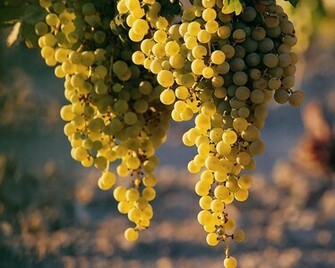 HD Grapes Wallpaper