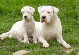 Dogo Argentino Filial