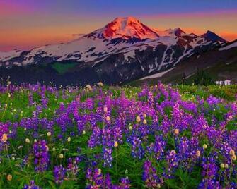 Summer Wildflowers Wallpaper