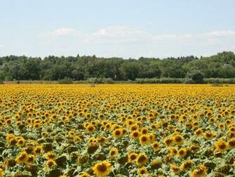 Provence Wallpaper Image Pictures Findpik