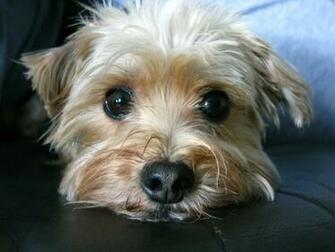 Morkie Designer Dog Information All About Dogs