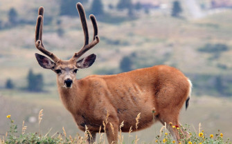 Animal Deer HD Wallpaper
