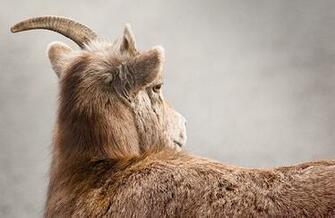 Bighorn Sheep By Rylee Isitt Is Licensed Under A Creative Commons