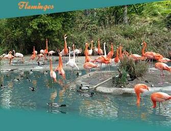 Pink Flamingo Desktop May Prissy And Apr