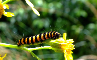 Caterpillar Insect 0xxrov5pnmh8d9oe Wallpaper