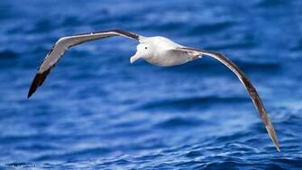 Albatross Wandering Diomedea Exulans Flight Bird Sea HD Widescreen