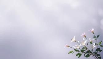Funeral Background Pictures