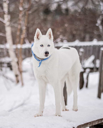 White Husky Wallpaper