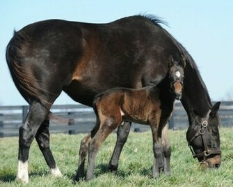Go Back Gallery For Zenyatta Foal Wallpaper