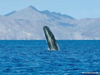 Hump Back Whale Humpback Whales Wallpaper