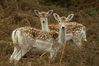 Deer Wallpaper