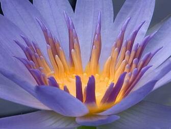 Wallpaper Radiant Flowers