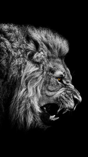 Angry Lion iPhone Wallpaper