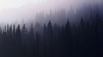 Aesthetic Nature Wallpaper
