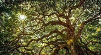 Wallpaper Charleston Sc Tropical Beach Throughout