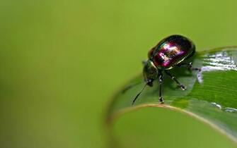 Colorful Bug Desktop Pc And Mac Wallpaper