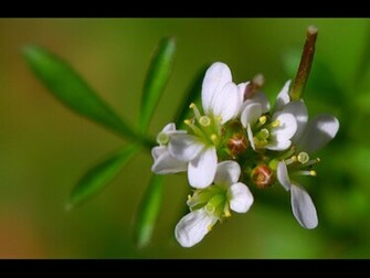 Spring Flowers Desktop Pc And Mac Wallpaper