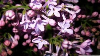 Lilac Flowers Purple Wallpaper Flower Image
