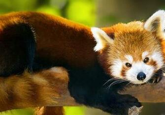 Cute Baby Pandas Wallpaper Panda