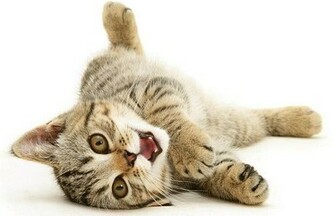 Cat S Life Photographs Of Cute Cats And Kittens By Jane Burton