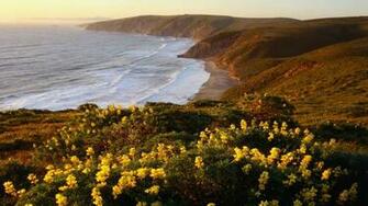 World Point California National Yellow Flowers Wallpaper