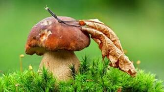 4k Mushrooms Wallpaper High Quality