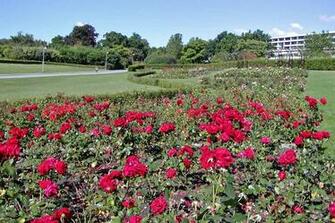 Rose Garden Wallpaper HD Background Desktop