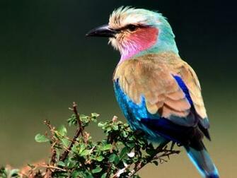 Wallpaper Indian Asian African American And Australian Parrots