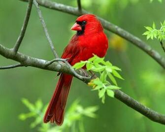 Red Bird Wallpaper On