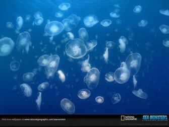 Wallpaper Sea Monsters A Prehistoric Adventure Movie Photo Gallery