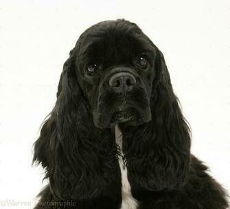 Wp17198 Black American Cocker Spaniel Josie Months Old